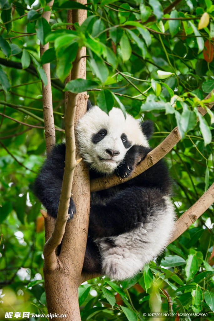 骑在树上的熊猫图片
