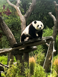 可爱的大熊猫图片