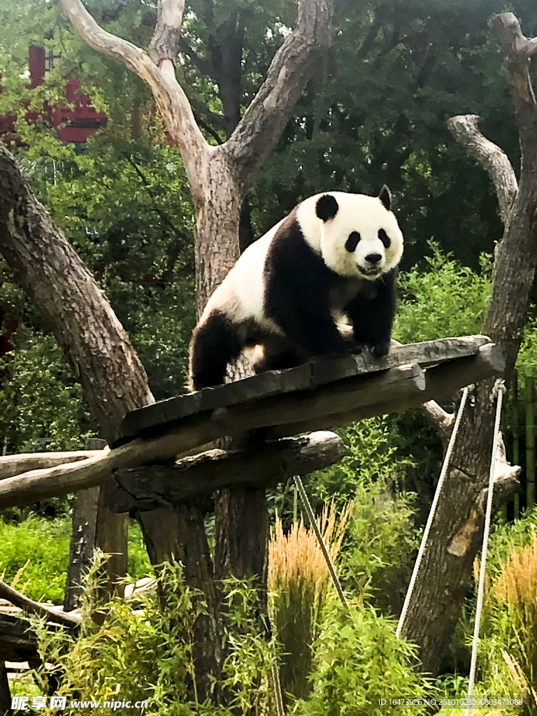 可爱的大熊猫图片