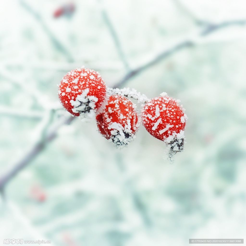 24节气 霜降