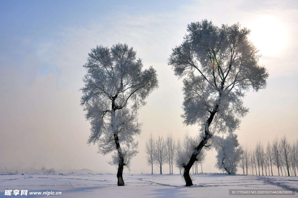 立冬树木