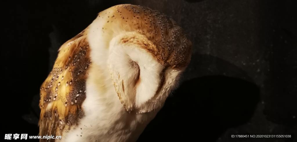 猫头鹰