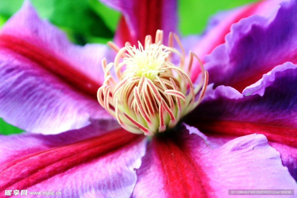 花卉