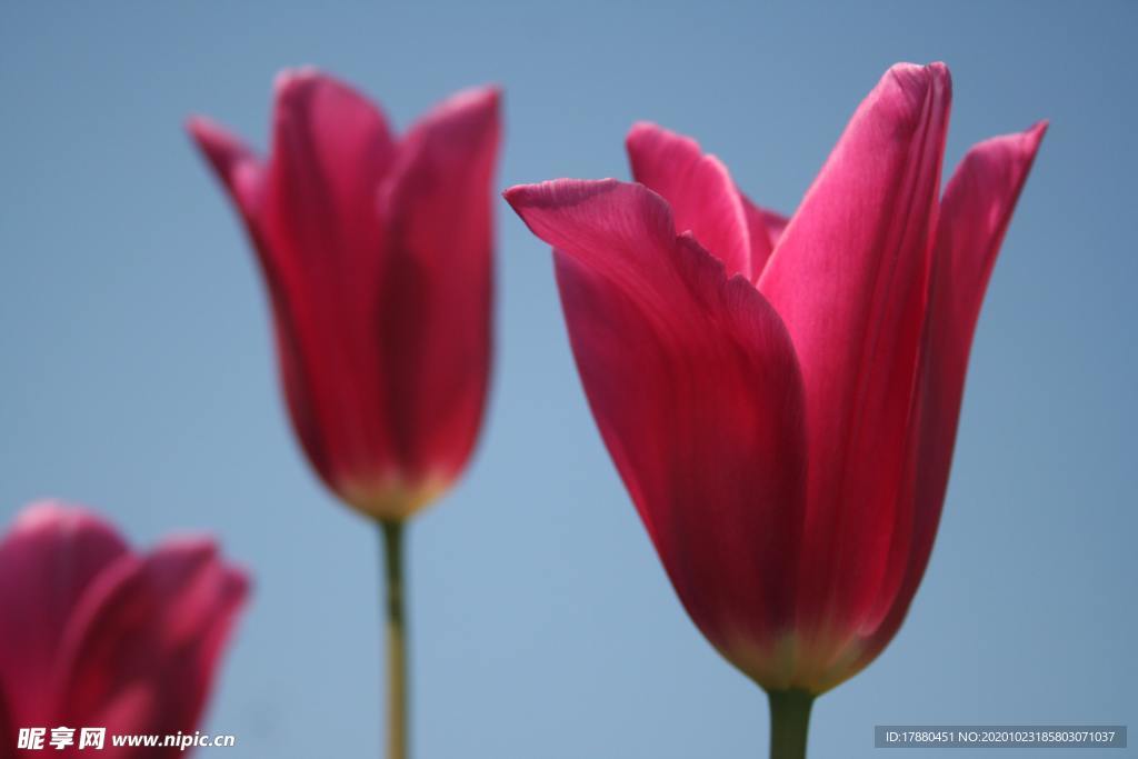 花卉