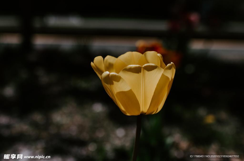 花卉