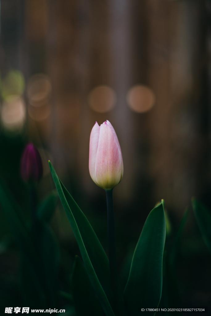 花卉