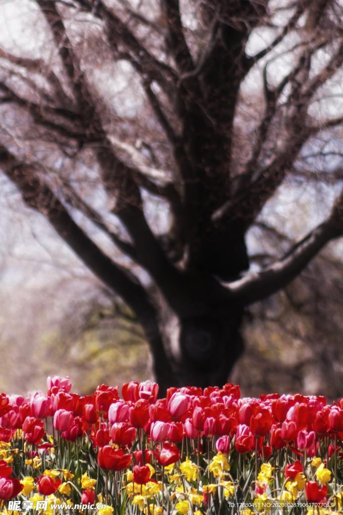 花卉