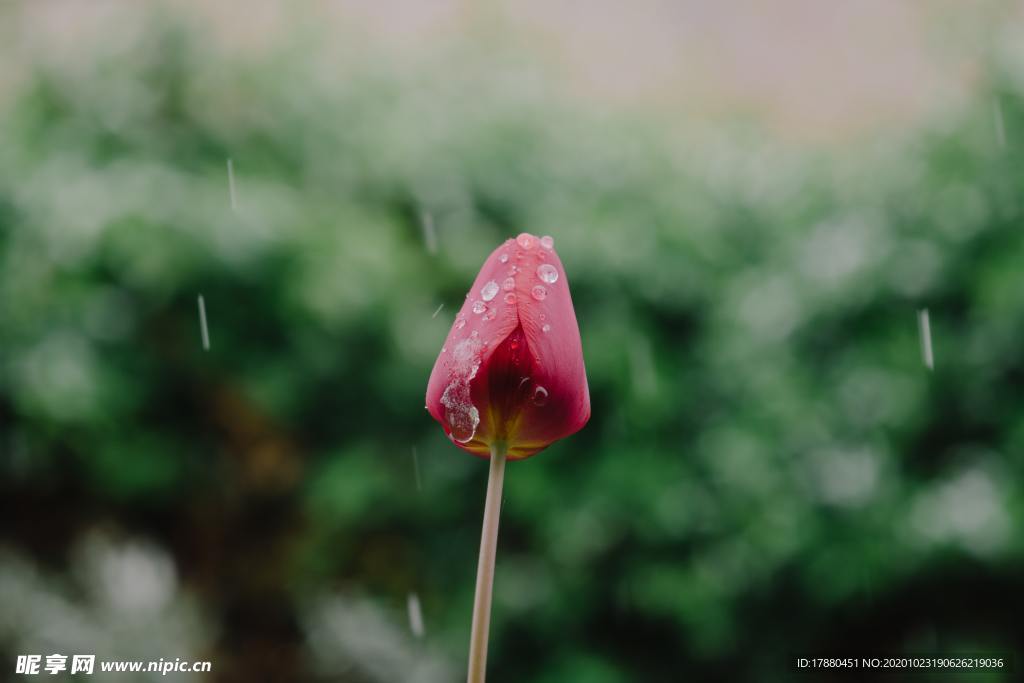 花卉