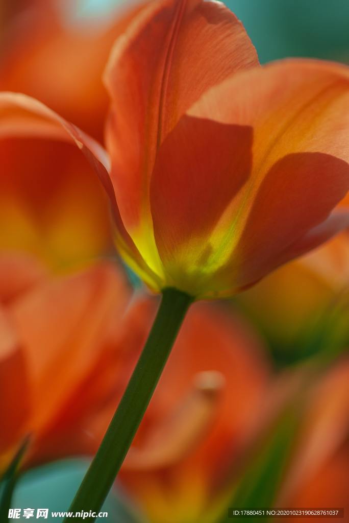 花卉