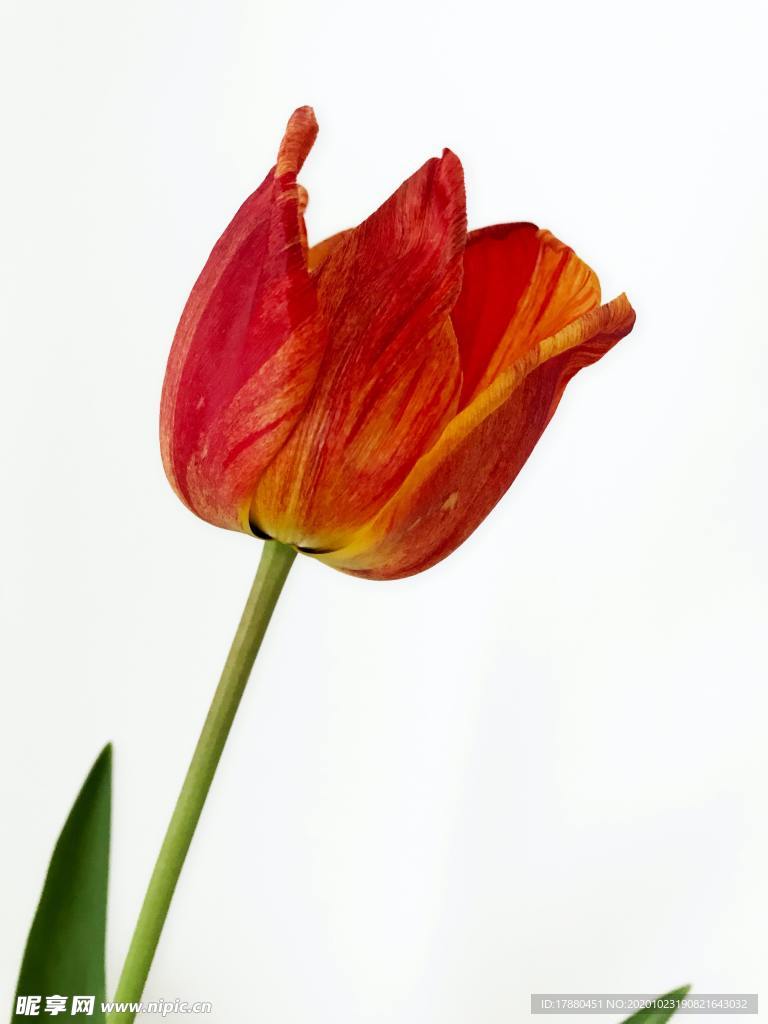 花卉