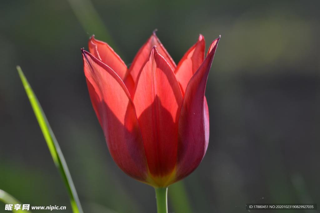 花卉