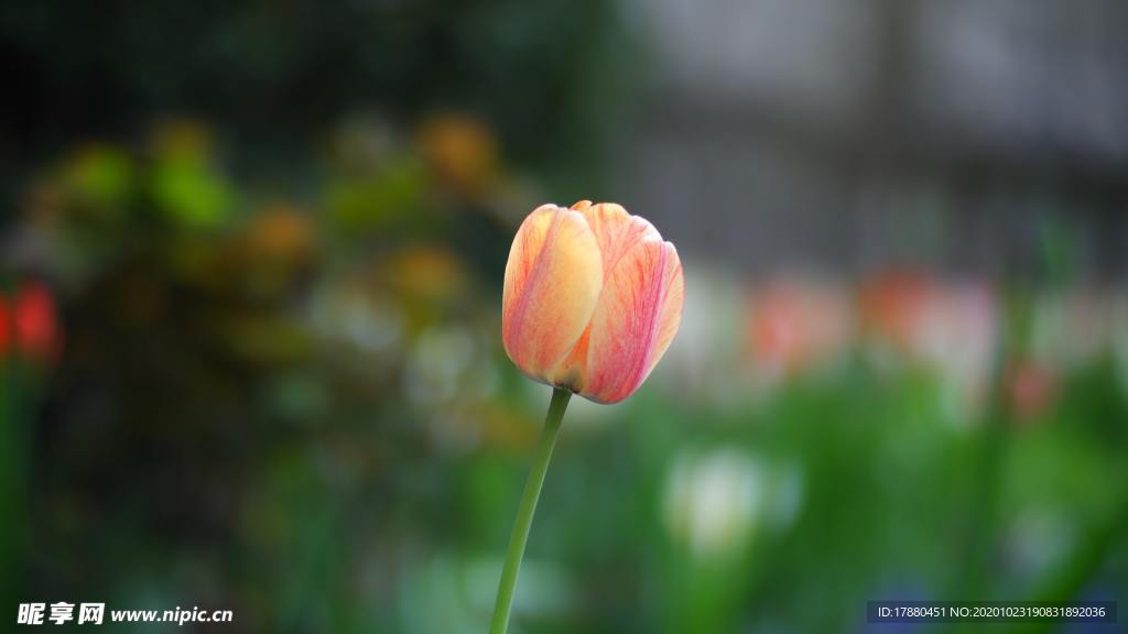 花卉