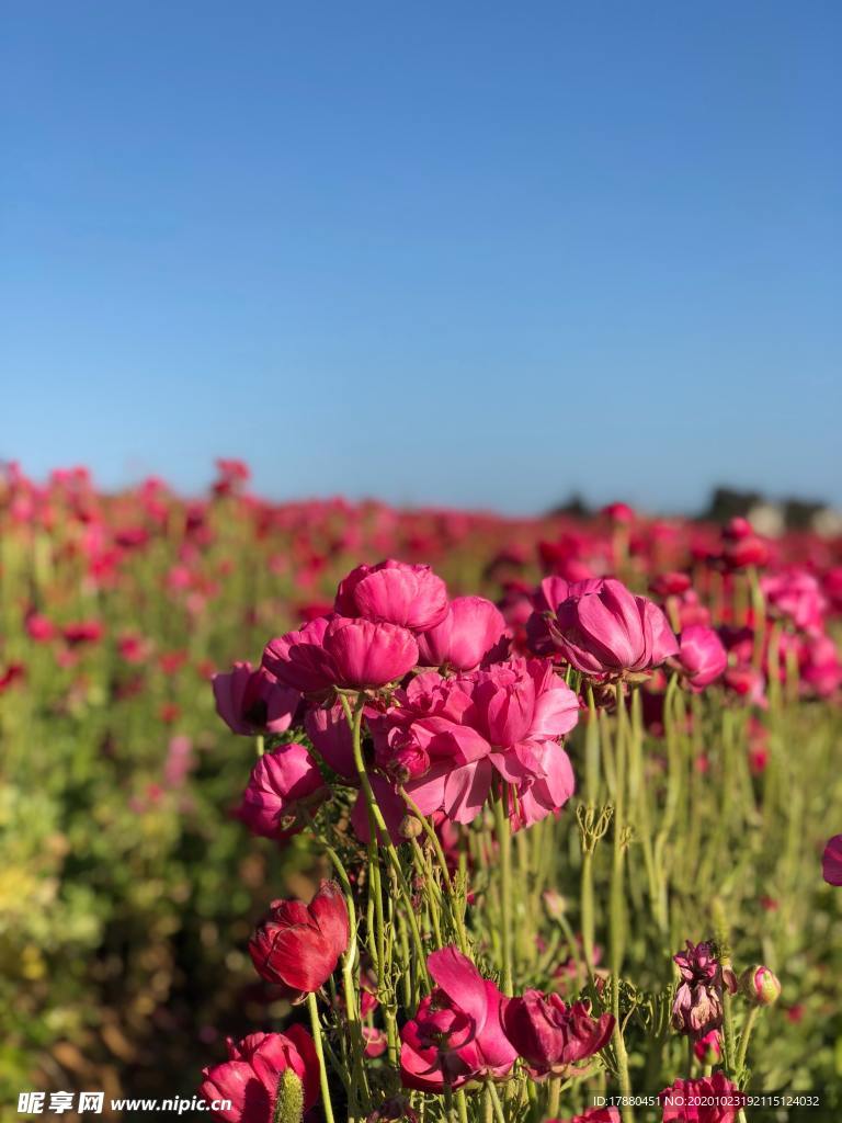 花卉