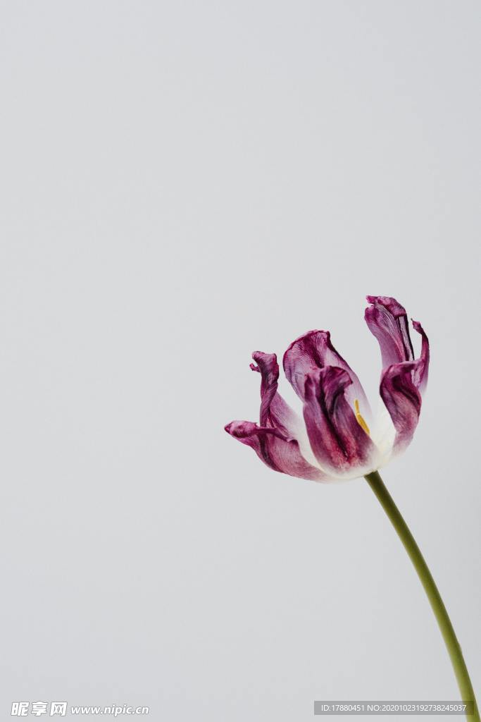 花卉