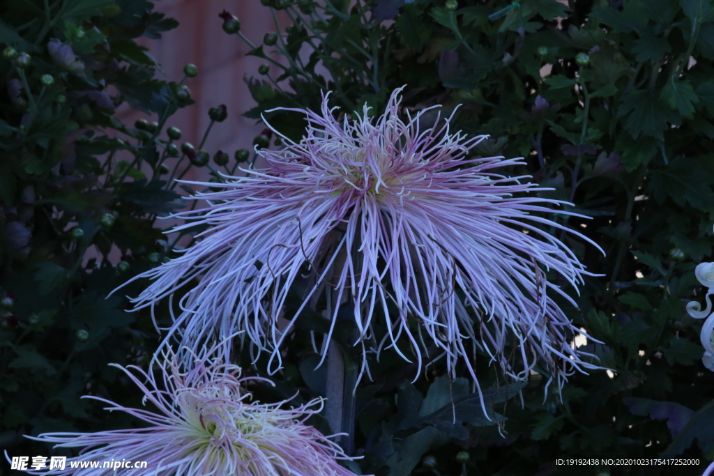 菊花