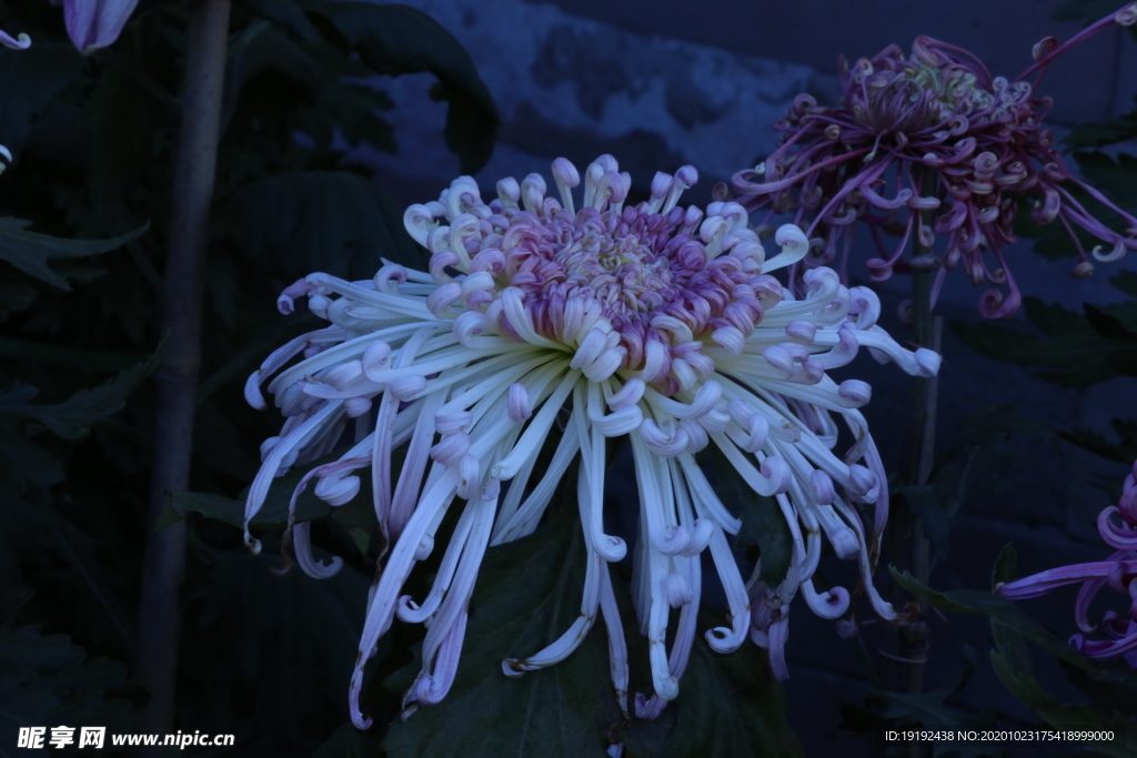 菊花