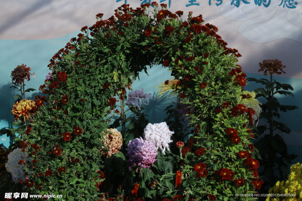 菊花