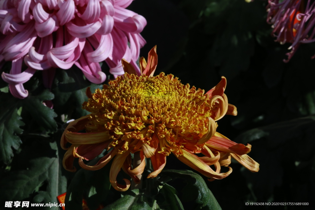 菊花