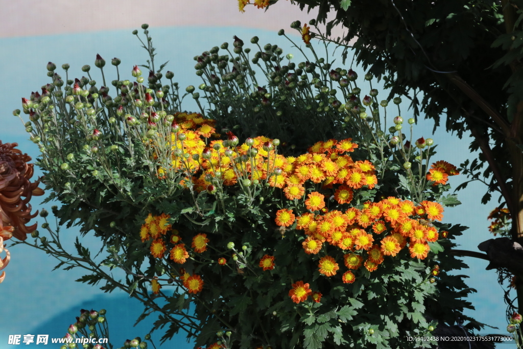菊花