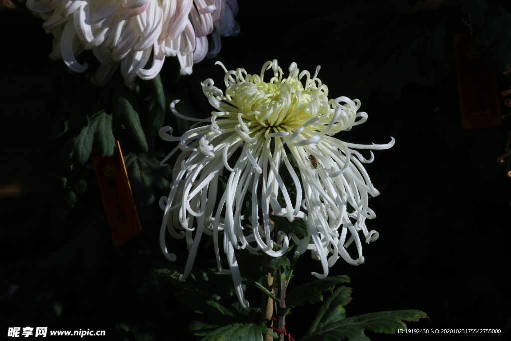 菊花