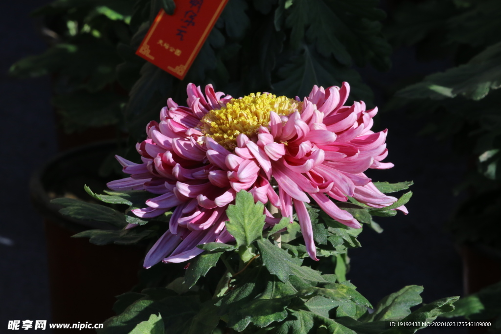 菊花