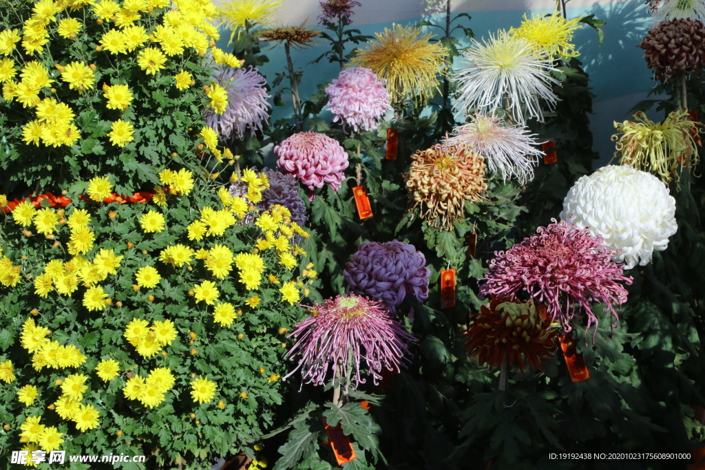 菊花