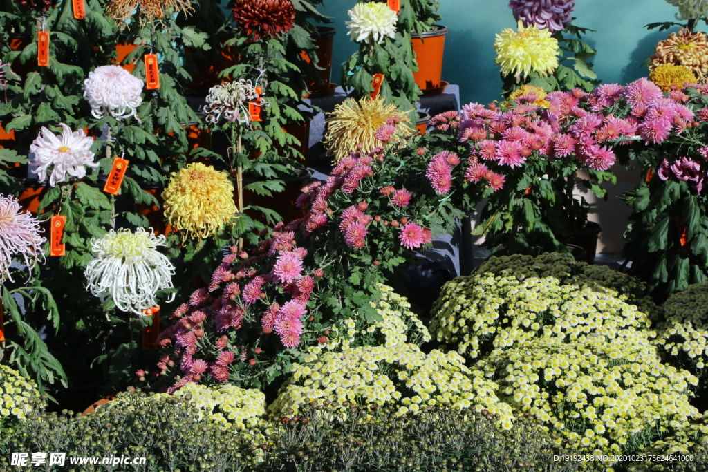 菊花