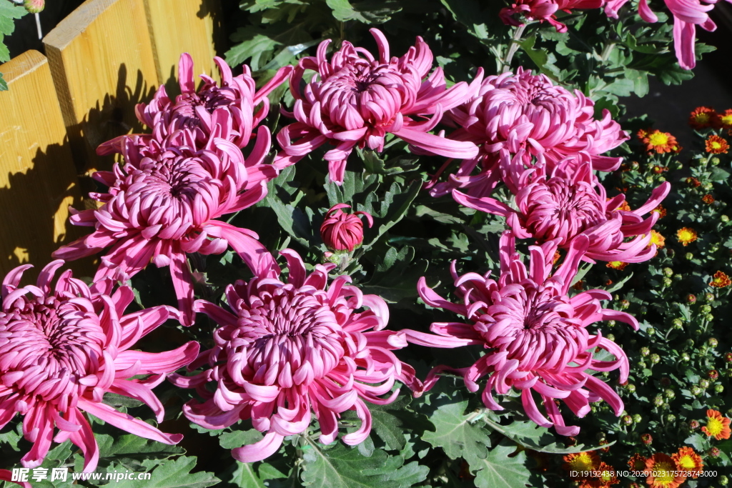 菊花