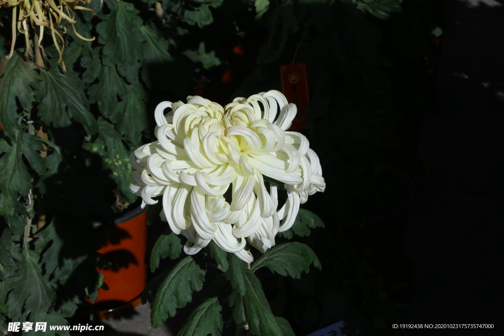 菊花