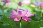 莲花