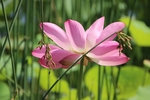 莲花