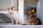猫咪