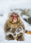 日本雪猴
