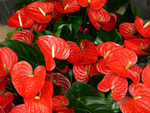 火鹤花