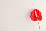 红掌花
