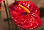 红掌花