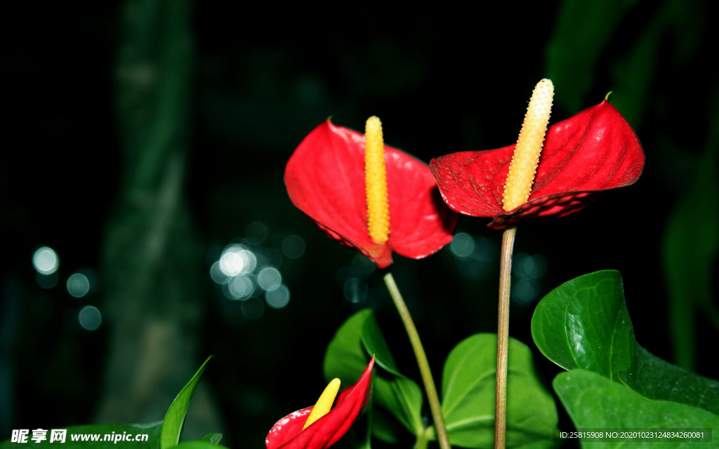 花烛