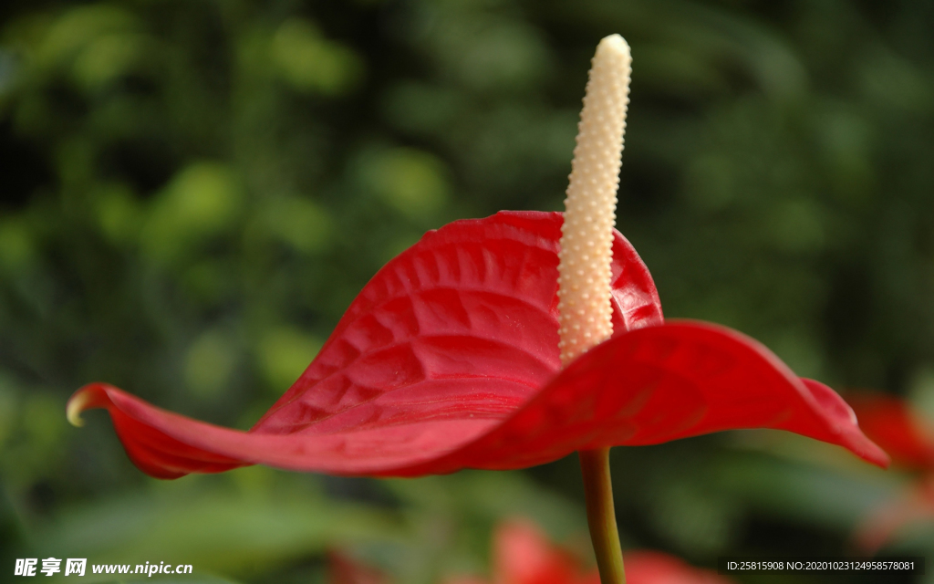 花烛