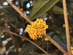 桂花
