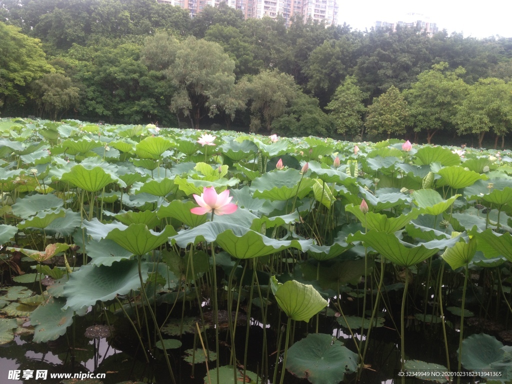 荷花