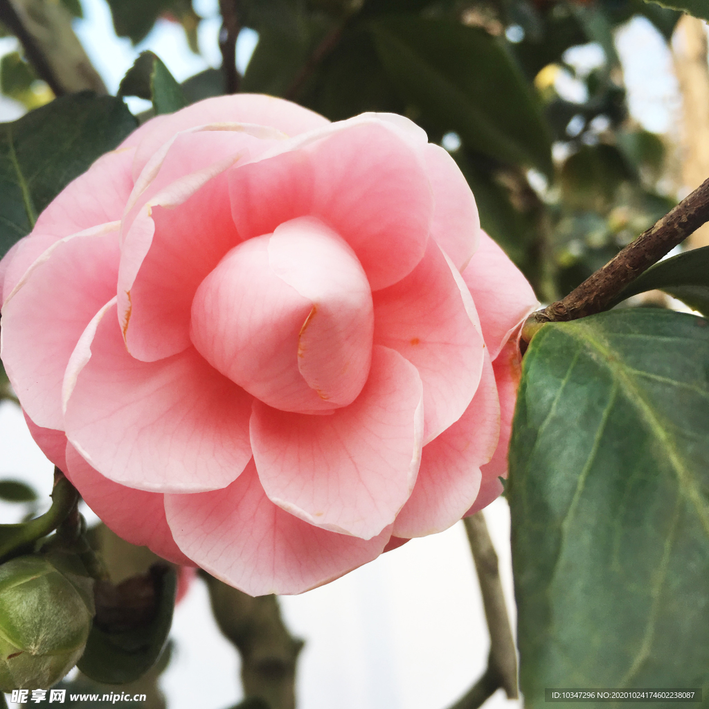 山茶花 温州 景山