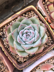 多肉水晶玫瑰