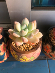 多肉植物香水