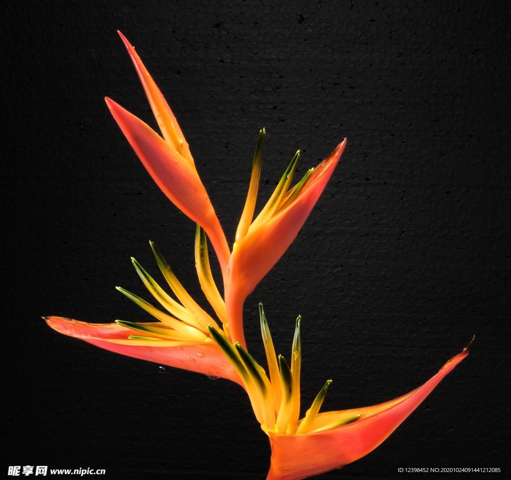 漂亮的鹤望兰鲜花
