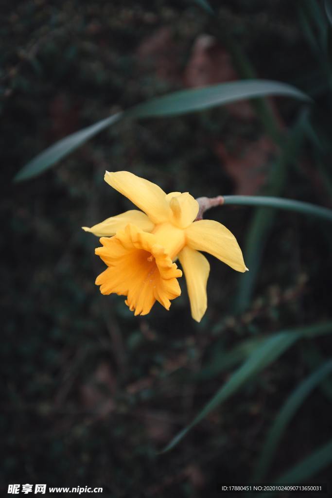 花卉