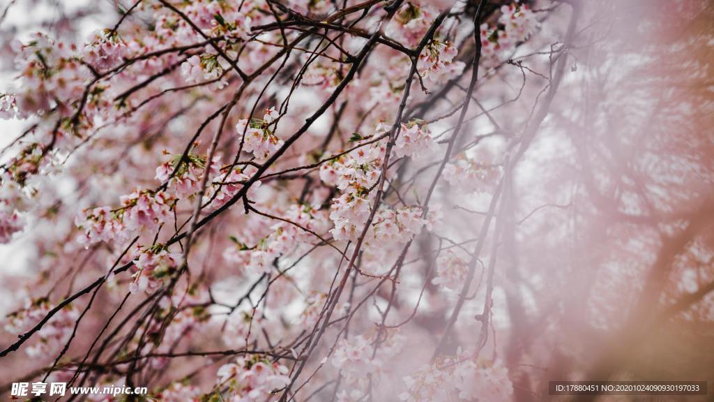 花卉