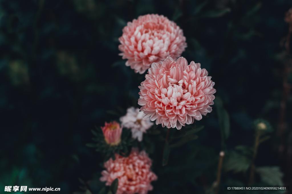 花卉