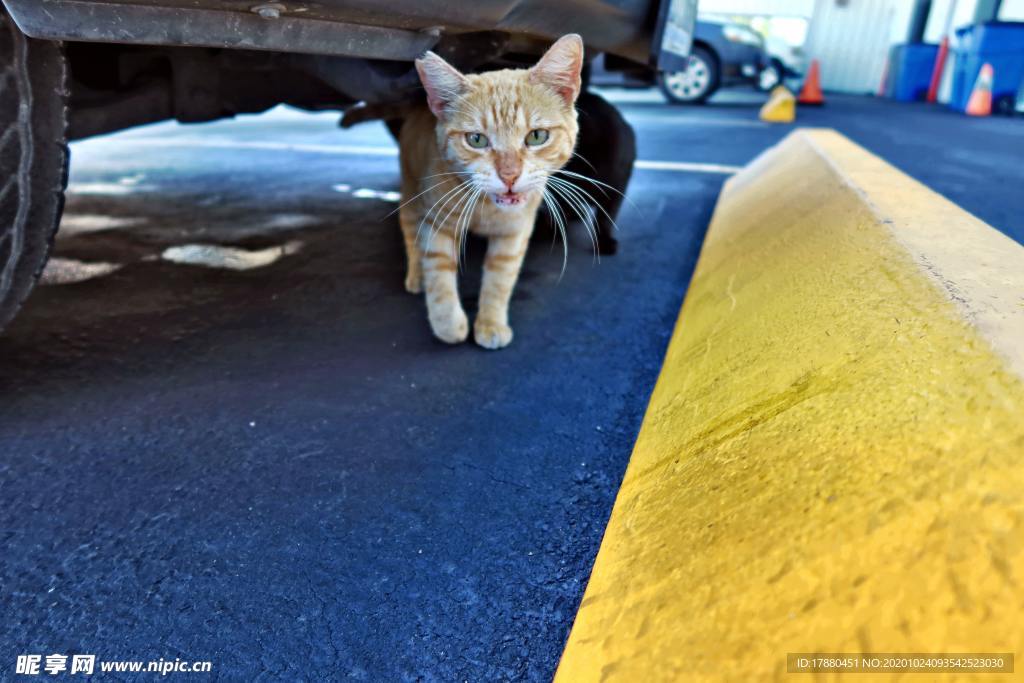 猫