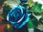 花卉