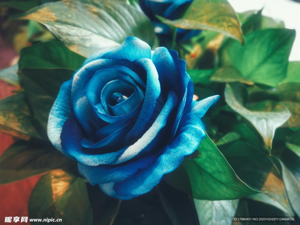 花卉